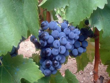 Cannonau, een bekende wijn in Sardinië 